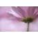 Lensbaby Velvet 56: Picture 23 thumbnail