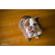 Lensbaby Velvet 56: Picture 29 thumbnail