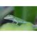 Lensbaby Velvet 56: Picture 5 thumbnail