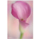 Lensbaby Velvet 56: Picture 3 thumbnail