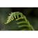 Lensbaby Velvet 85: Picture 5 thumbnail