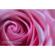 Lensbaby Velvet 85: Picture 6 thumbnail