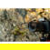 Leica Super-APO-Summicron-SL: Picture 8 thumbnail