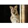 Leica Vario-Elmar-SL 100-400mm: Picture 19 thumbnail