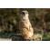 Leica Vario-Elmar-SL 100-400mm: Picture 20 thumbnail