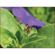 Yasuhara Nanoha Auto Extension Tube Set ...: Picture 2 thumbnail