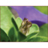 Yasuhara Nanoha Auto Extension Tube Set ...: Picture 4 thumbnail