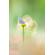 Meyer-Optik Gorlitz 100mm f/2.8 II: Picture 3 thumbnail
