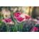 Meyer-Optik Gorlitz 100mm f/2.8 II: Picture 4 thumbnail