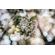 Meyer-Optik Gorlitz 100mm f/2.8 II: Picture 5 thumbnail