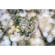 Meyer-Optik Gorlitz 100mm f/2.8 II: Picture 1 thumbnail