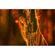 Meyer-Optik Gorlitz 100mm f/2.8 II: Picture 3 thumbnail