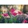 Meyer-Optik Gorlitz 100mm f/2.8 II: Picture 5 thumbnail