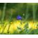 Meyer-Optik Gorlitz 100mm f/2.8 II: Picture 1 thumbnail