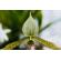 Meyer-Optik Gorlitz 100mm f/2.8 II: Picture 3 thumbnail