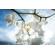 Meyer-Optik Gorlitz 30mm f/3.5 II: Picture 3 thumbnail