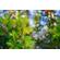 Meyer-Optik Gorlitz 50mm f/2.8 II: Picture 3 thumbnail