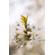 Meyer-Optik Gorlitz 50mm f/2.8 II: Picture 6 thumbnail