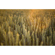 Meyer-Optik Gorlitz Biotar 58mm f/1.5 II: Picture 1 thumbnail