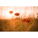 Meyer-Optik Gorlitz Biotar 58mm f/1.5 II: Picture 2 thumbnail