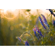Meyer-Optik Gorlitz Biotar 58mm f/1.5 II: Picture 6 thumbnail