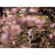 Mitakon Zhongyi Speedmaster 65mm f/1.4: Picture 11 thumbnail