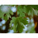 Mitakon Zhongyi Speedmaster 80mm f/1.6: Picture 10 thumbnail