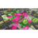 Nintendo Splatoon 2: Picture 5 thumbnail