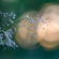 Nikon NIKKOR Z 135mm f/1.8 S: Picture 11 thumbnail