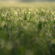 Nikon NIKKOR Z 135mm f/1.8 S: Picture 13 thumbnail