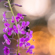 Nikon NIKKOR Z 135mm f/1.8 S: Picture 17 thumbnail