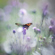 Nikon NIKKOR Z 135mm f/1.8 S: Picture 18 thumbnail