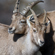 Nikon NIKKOR Z 180-600mm: Picture 11 thumbnail