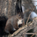 Nikon NIKKOR Z 180-600mm: Picture 6 thumbnail