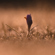 Nikon NIKKOR Z 180-600mm: Picture 7 thumbnail