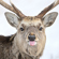 Nikon NIKKOR Z 180-600mm: Picture 10 thumbnail