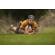 Nikon 400mm f/2.8: Picture 13 thumbnail
