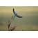 Nikon 400mm f/2.8: Picture 14 thumbnail