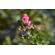 Nikon NIKKOR Z 40mm f/2: Picture 7 thumbnail