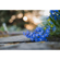 Nikon NIKKOR Z MC 50mm f/2.8: Picture 8 thumbnail
