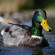 Nikon Z50II: Picture 24 thumbnail