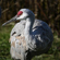 Nikon Z50II: Picture 25 thumbnail