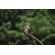 Nikon NIKKOR Z 600mm f/4 TC VRS: Picture 18 thumbnail