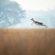 Nikon Z6III: Picture 12 thumbnail