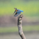 Nikon Z6III: Picture 13 thumbnail