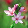 Nikon NIKKOR Z 70-180mm f/2.8: Picture 9 thumbnail