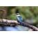 Nikon NIKKOR Z 800mm f/6.3: Picture 10 thumbnail