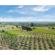 Parrot Bluegrass Fields: Picture 4 thumbnail