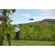 Parrot Bluegrass: Picture 3 thumbnail
