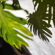 Panasonic LUMIX S9: Picture 5 thumbnail